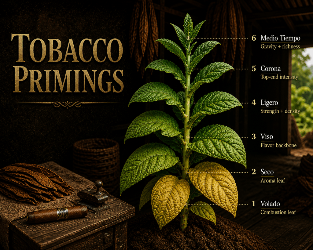 The Leaves of the&nbsp;Blend